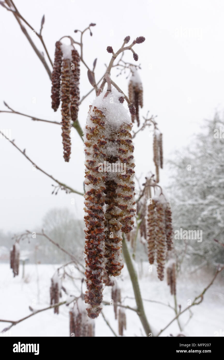 Abstauben des Schnees auf männliche Kätzchen und unreifen weiblichen Blüten eines Erle, Alnus glutinosa, Baum im späten Winter, März Stockfoto