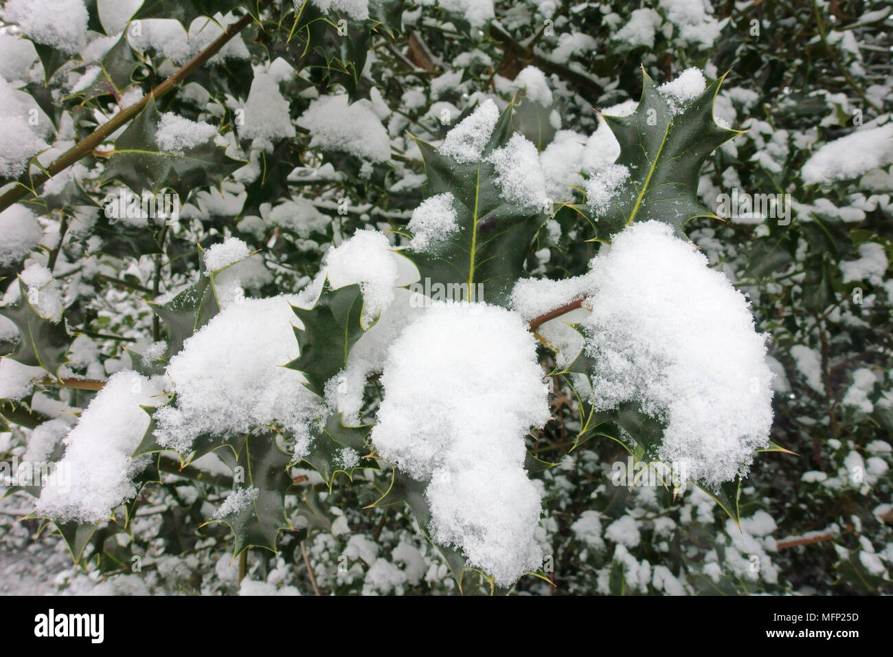 Stechpalme im winter -Fotos und -Bildmaterial in hoher Auflsung  Alamy