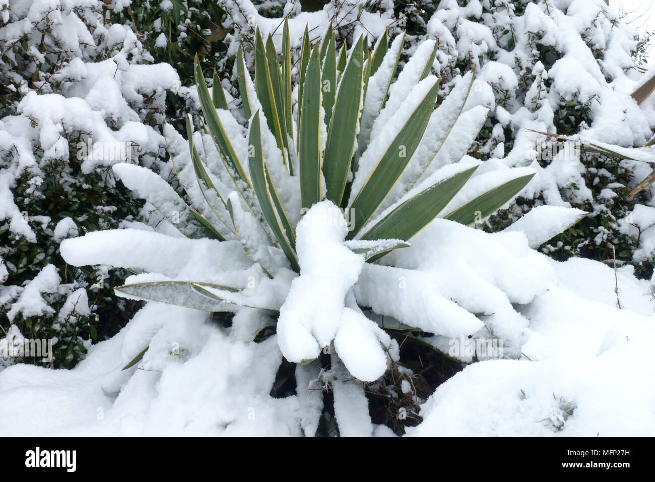 Frischer Schnee, der auf die Blätter einer Yucca Pflanze, Yucca gloriosa, in einer kalten, grauen Winter Tag im März Stockfoto