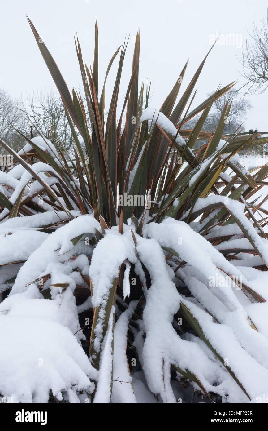 Frischer Schnee, der auf den Blättern Neuseeland Flachs, Phormium 'Maori Queen' auf einem grauen Wintertag, März Stockfoto