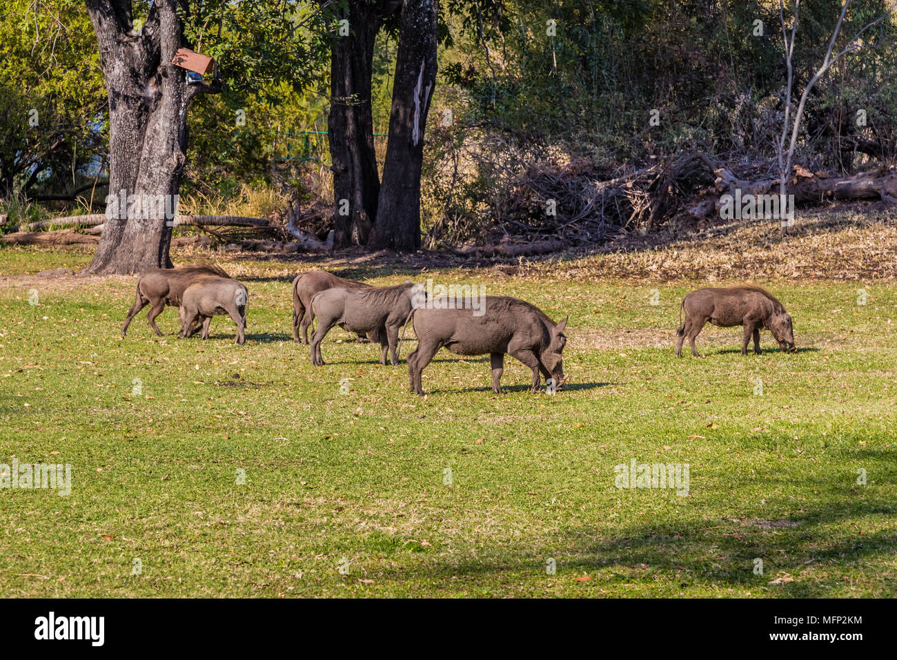 Sechs wilde Warzenschweine fressen Gras in Simbabwe. Stockfoto