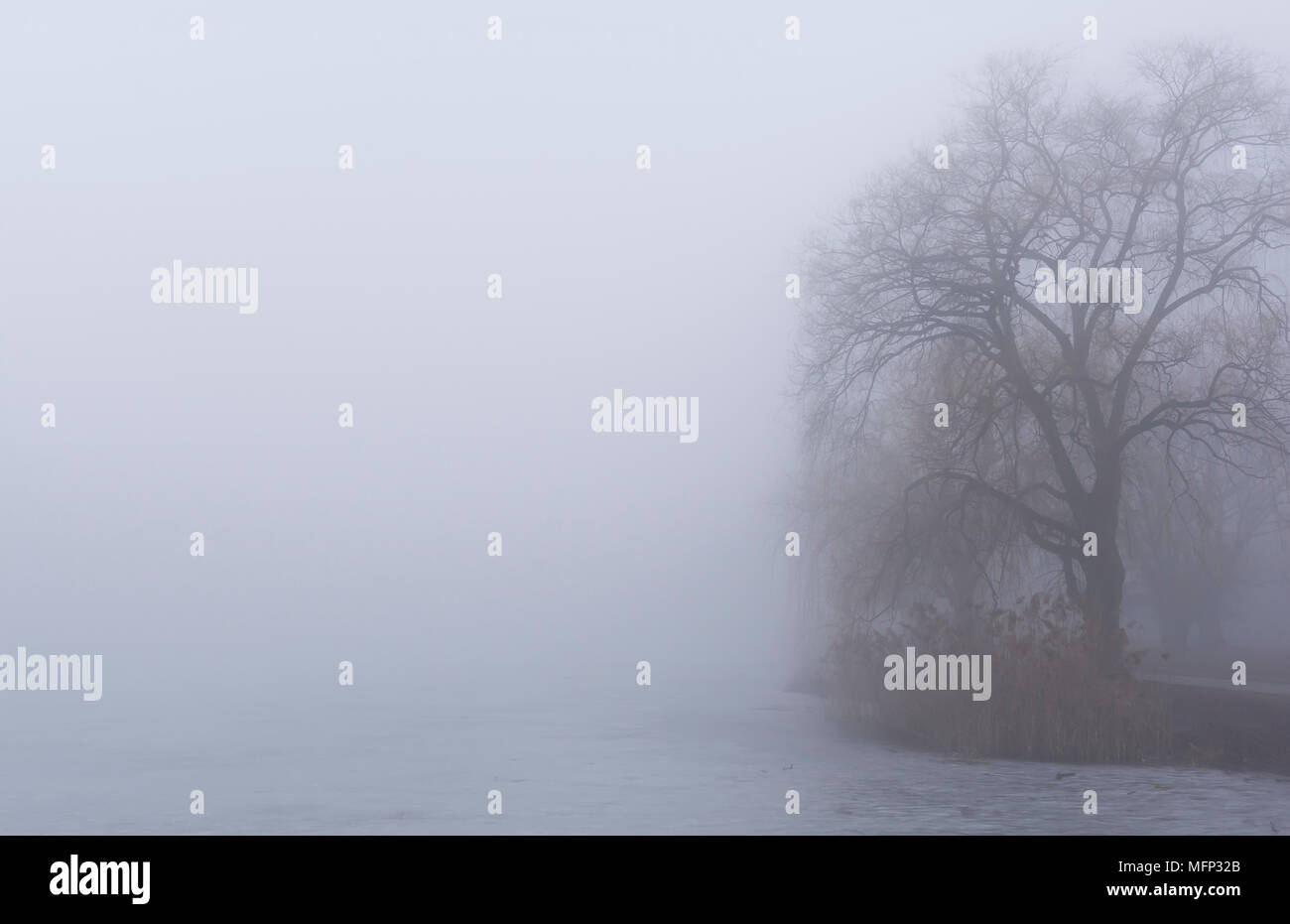 Einer nebligen Februar morgen bei Grenadier Teich, High Park Toronto Kanada Stockfoto