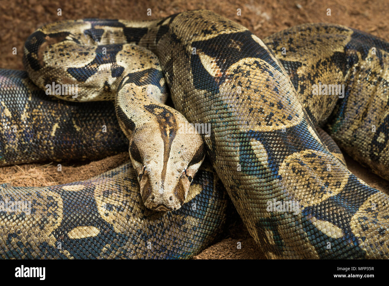 Schöne Boa constrictor Imperator - nominale Kolumbien. Kolumbianische redtail Boas - Frauen Stockfoto