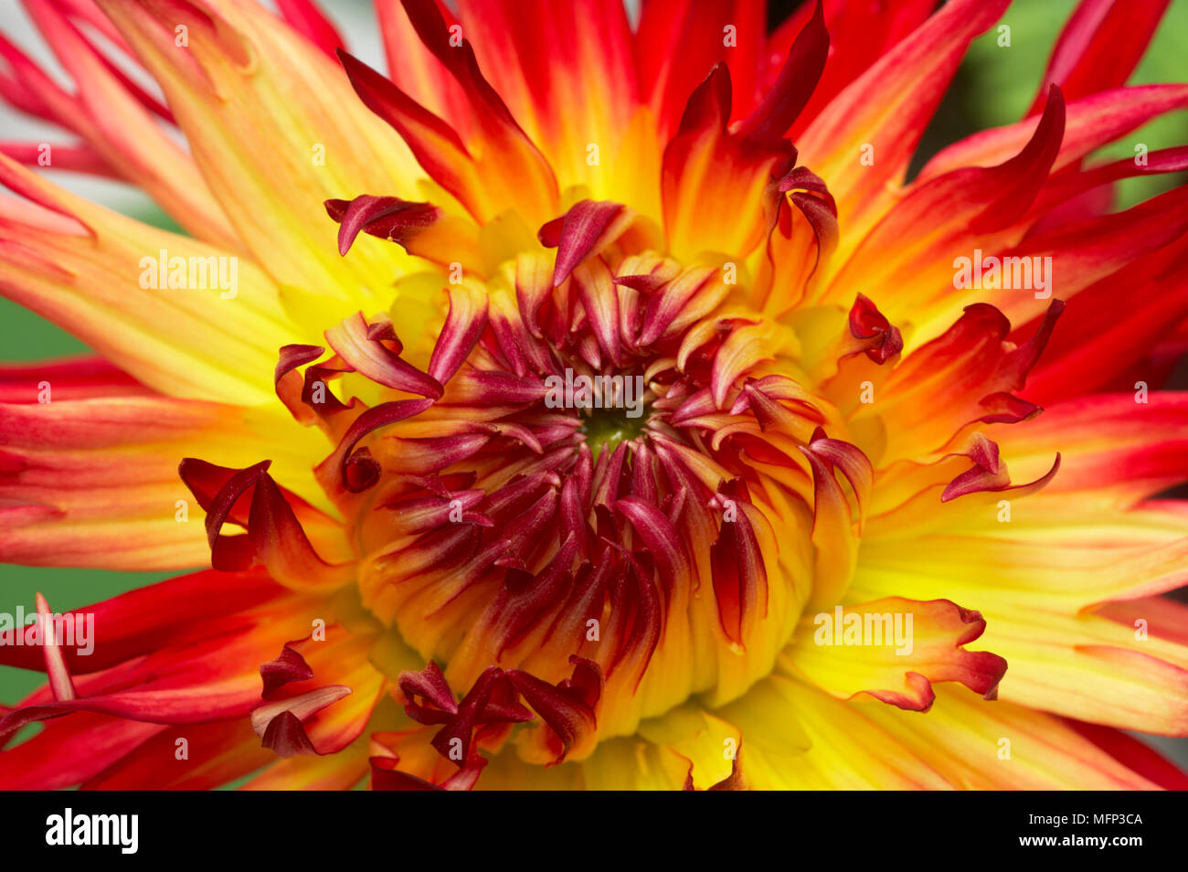Nahaufnahme eines gelben und roten Dahlie Blume Ref: CRB 419 10025 027 obligatorische Credit: Bill Coster/Photoshot Stockfoto