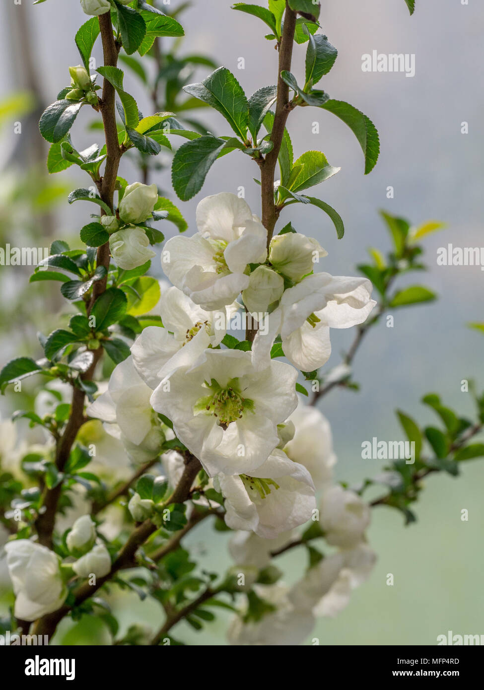 Die rein weißen Blüten der Chaenomeles Jet Prozess gegen einen hellen Hintergrund Stockfoto