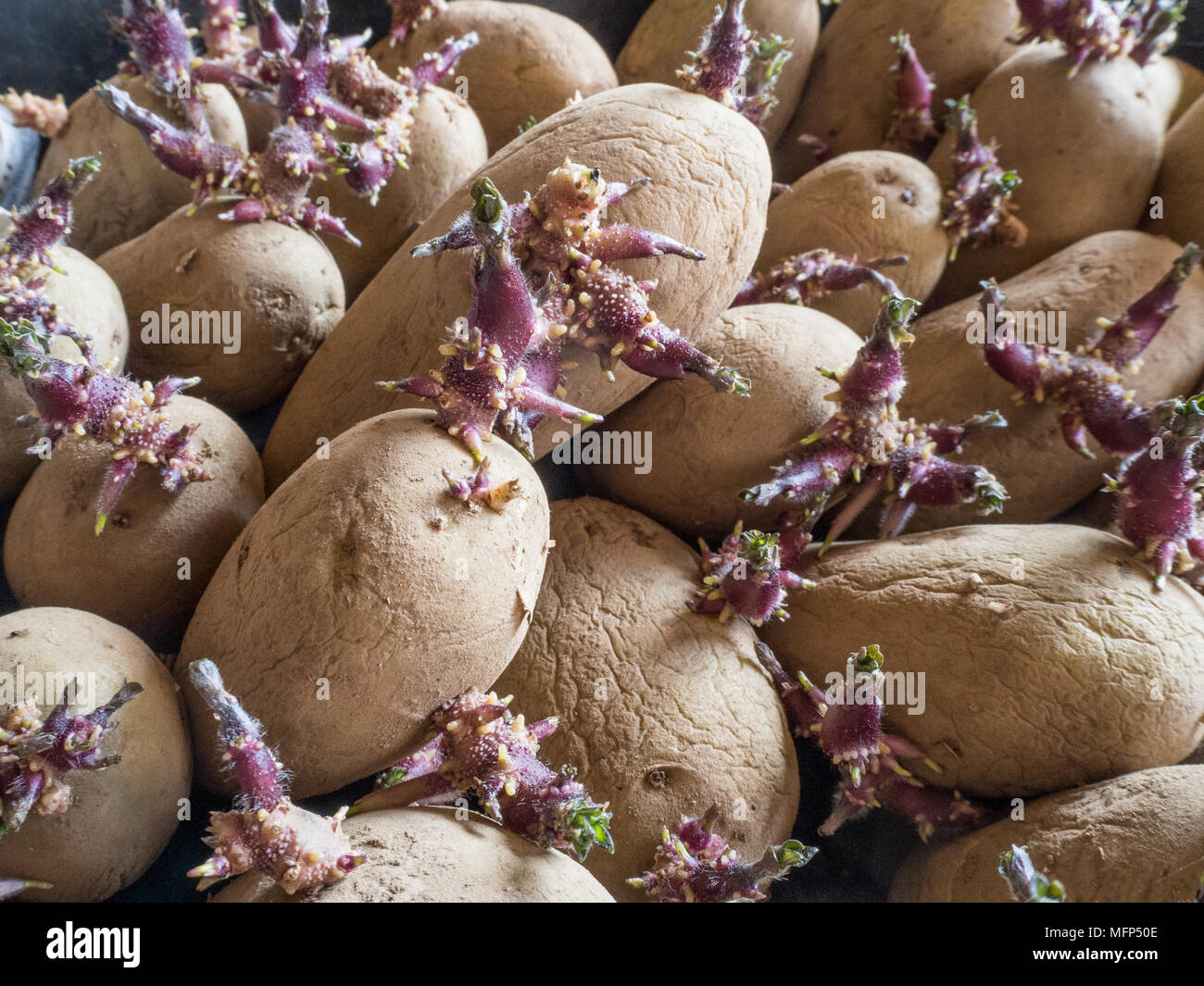 Nahaufnahme von einem Fach der Kartoffeln mit Stout schießt bereit für Pflanzen Stockfoto