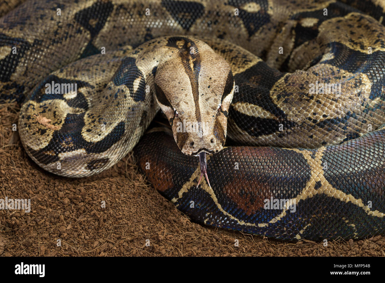 Nahaufnahme von Boa constrictor Imperator - Kolumbien - kolumbianische redtail Boas - Frauen Stockfoto