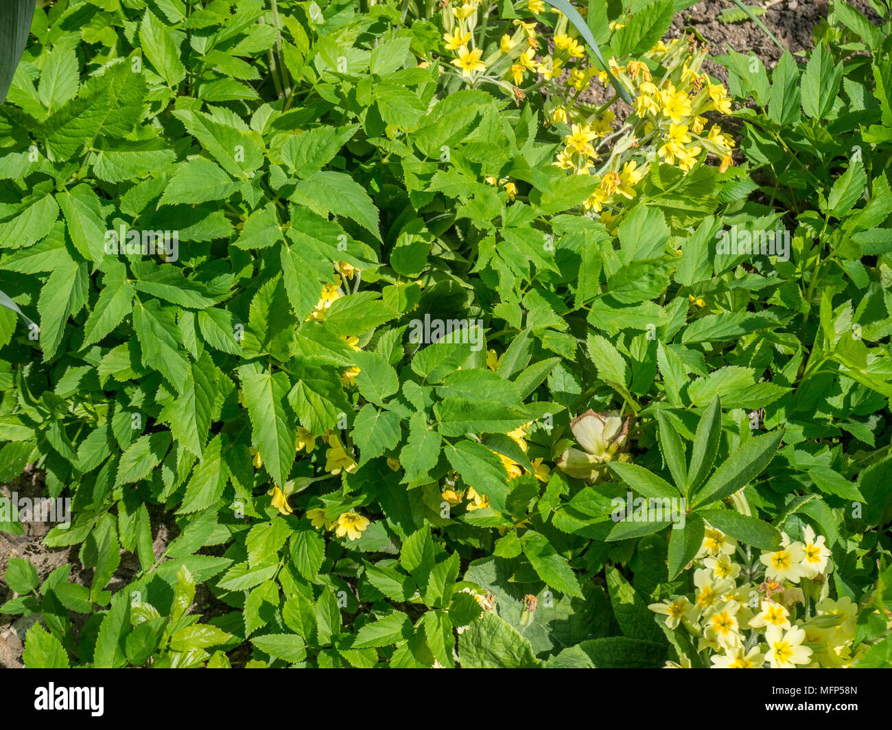 Boden elder Wachsen durch blühende cowslips Stockfoto