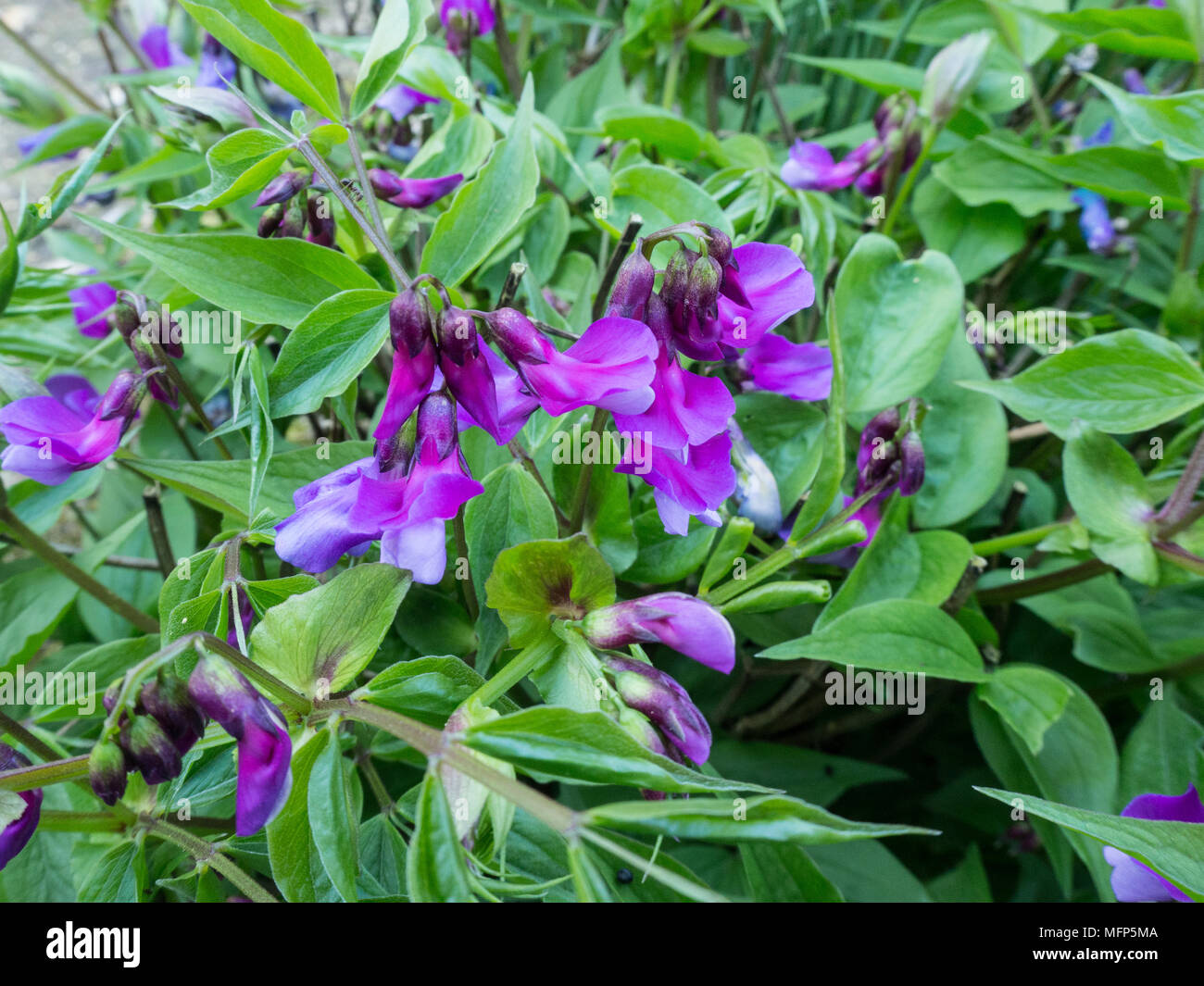 Nahaufnahme der Blumen der frühen Blüte Lathyrus vernus Stockfoto