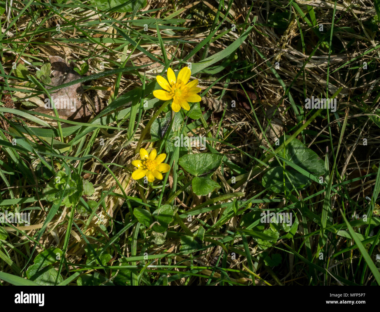 Scharbockskraut, Ficaria verna wächst Gras mit den gelben Blüten und herzförmigen Blätter Stockfoto
