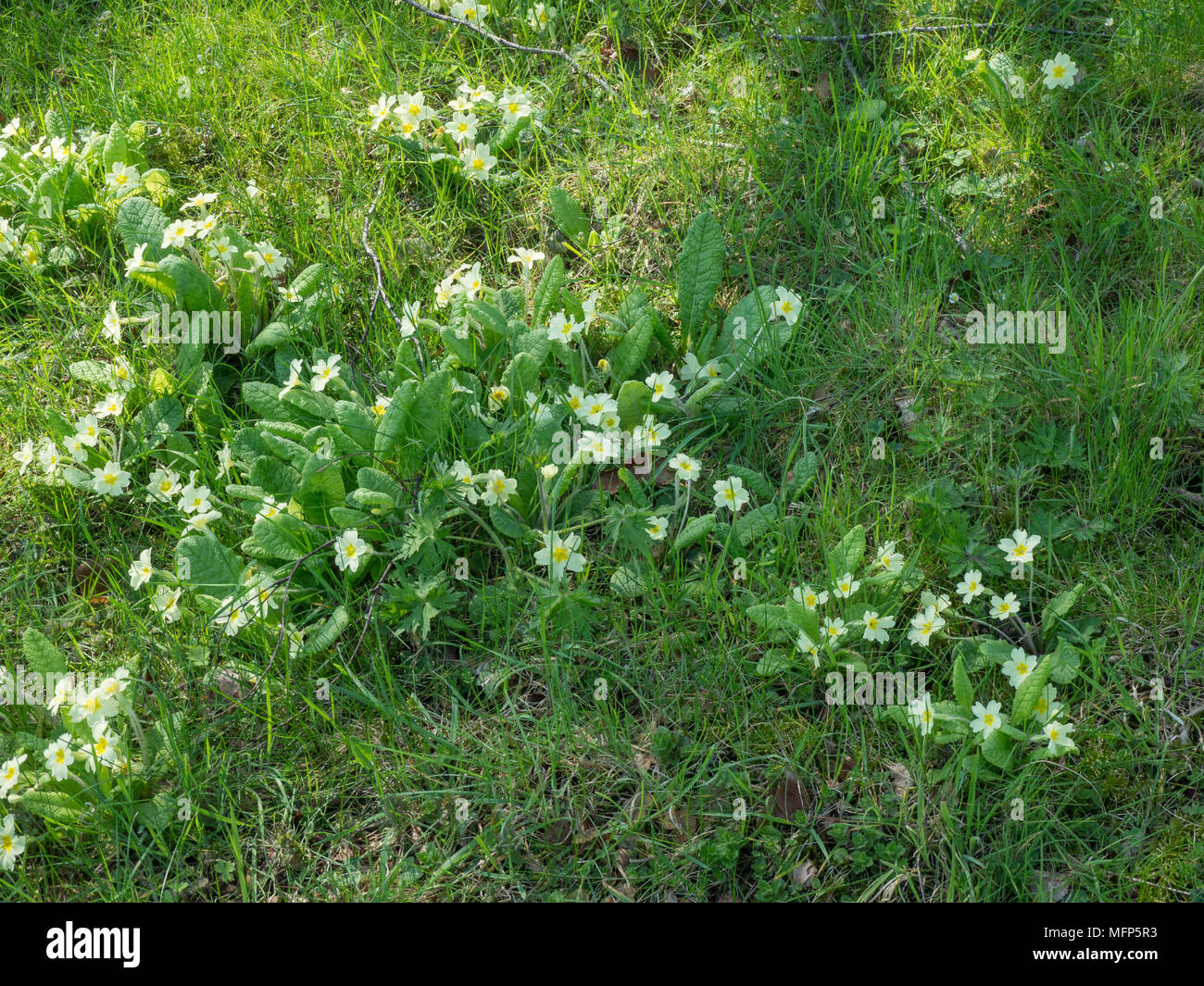 Patches von gemeinsamen gelbe Primeln wachsen in dappled Schatten unter einem Baum Stockfoto