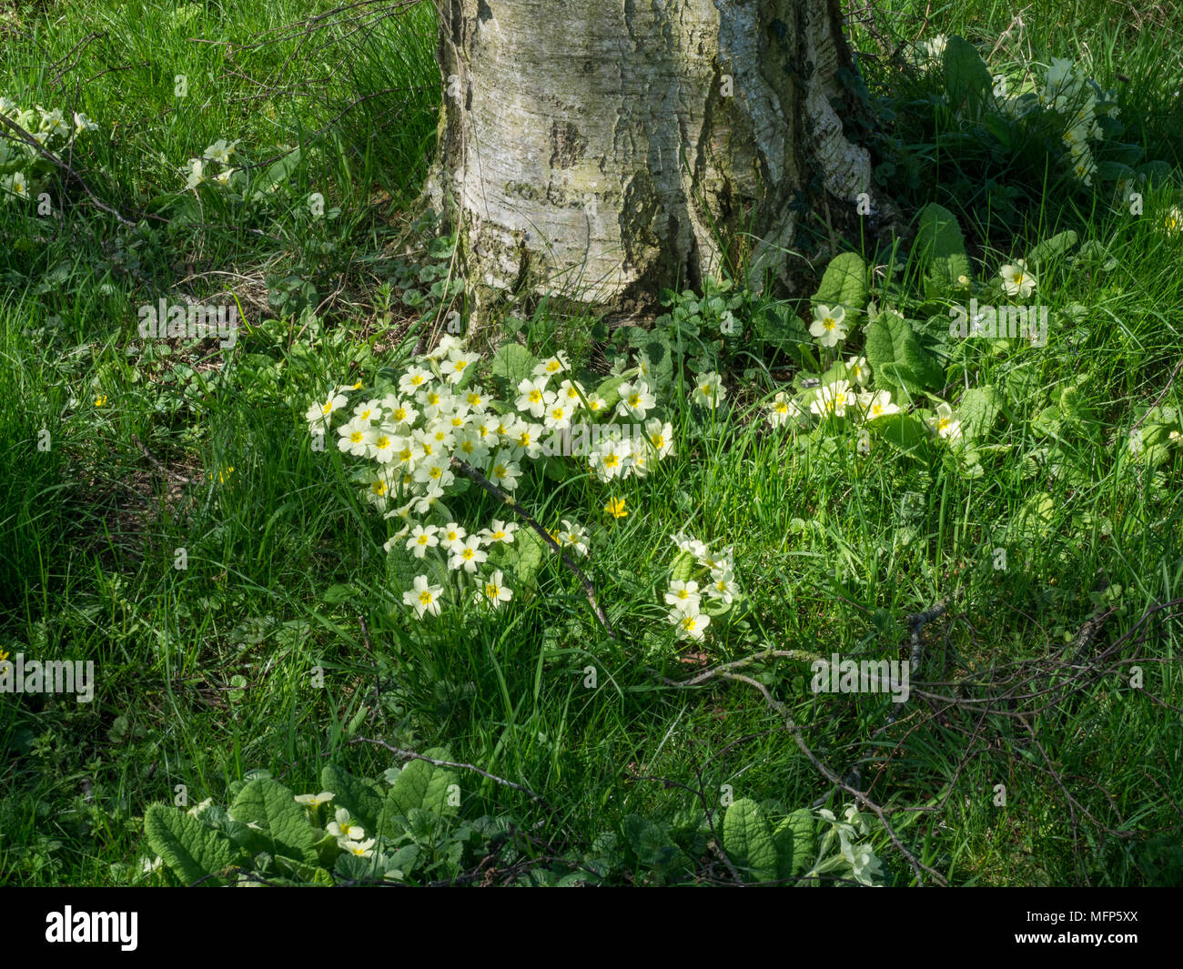 Patches von gemeinsamen gelbe Primeln wachsen in dappled Schatten unter einem Baum Stockfoto