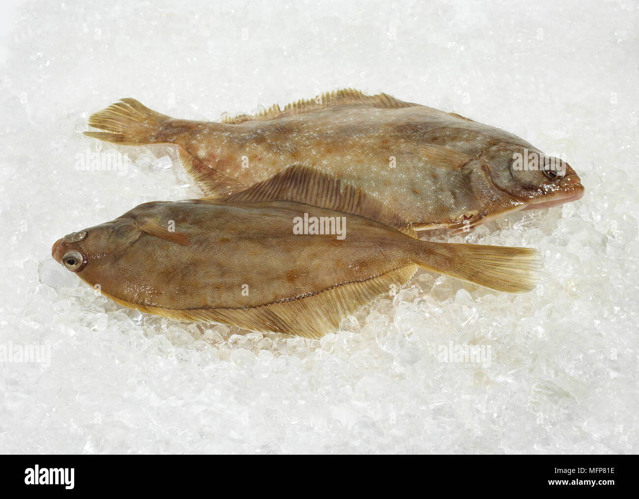 Frische Brill, Scophthalmus Rhombus auf Eis Stockfoto