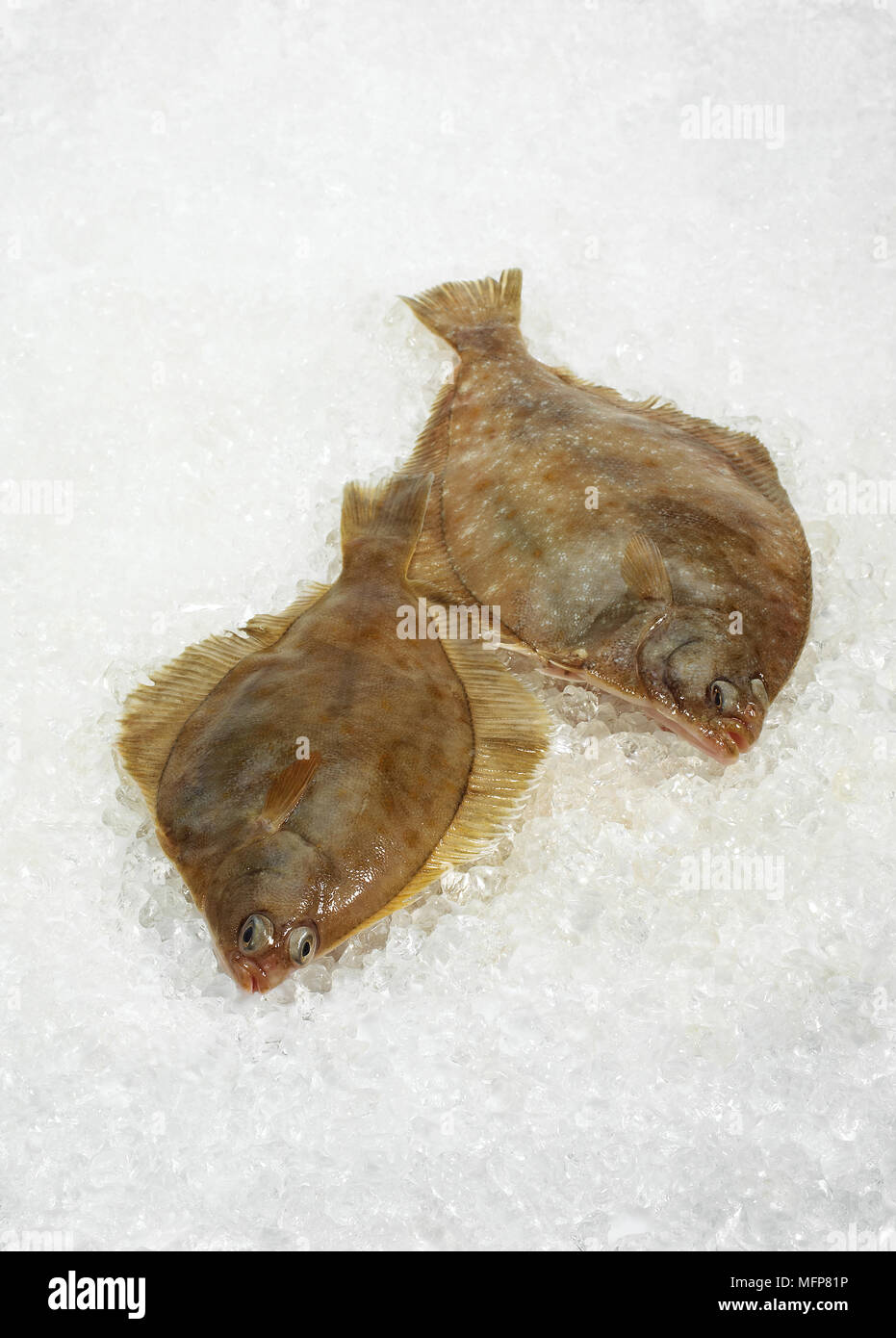Frische Brill, Scophthalmus Rhombus auf Eis Stockfoto