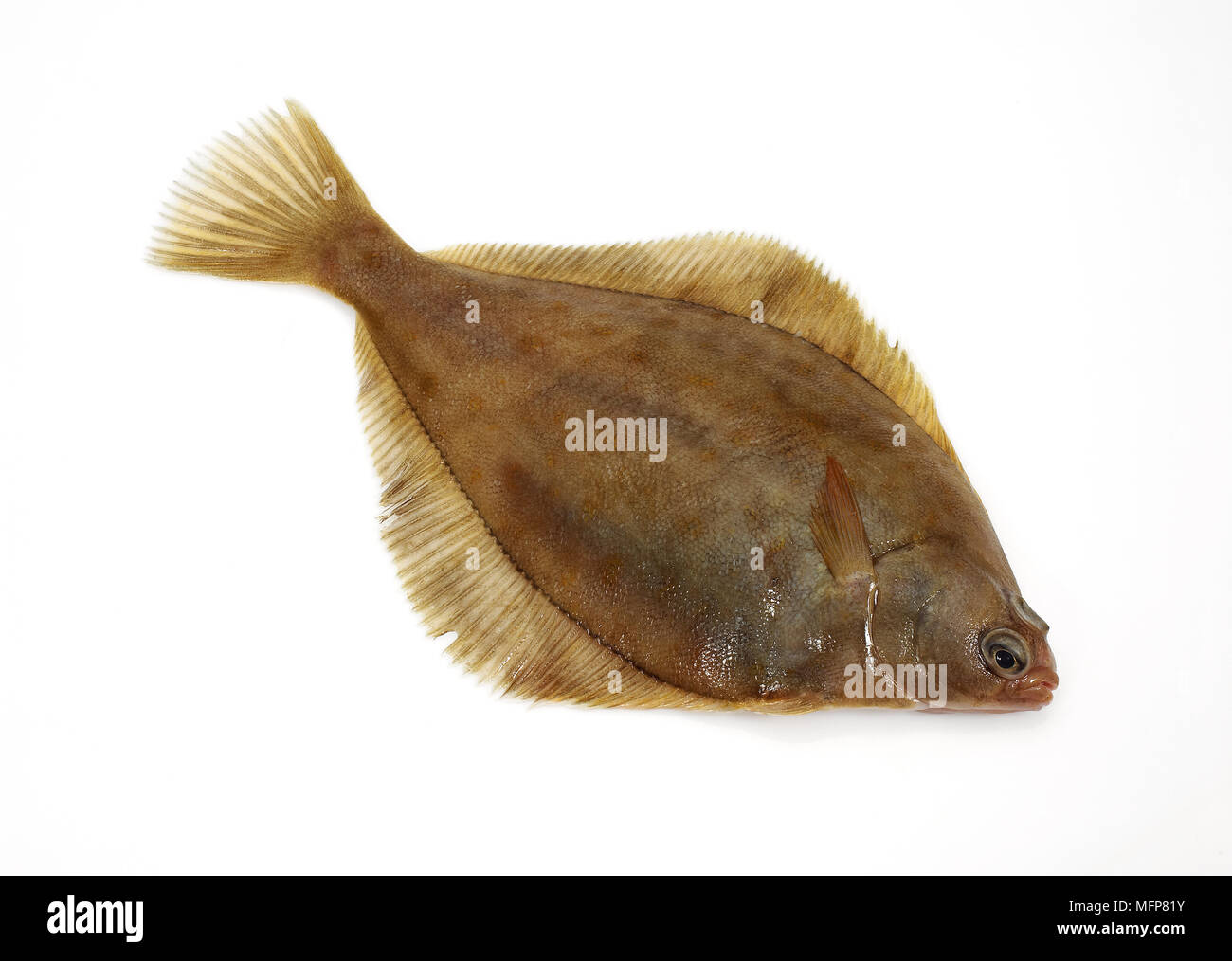 Frische Brill, Scophthalmus Rhombus vor weißem Hintergrund Stockfoto