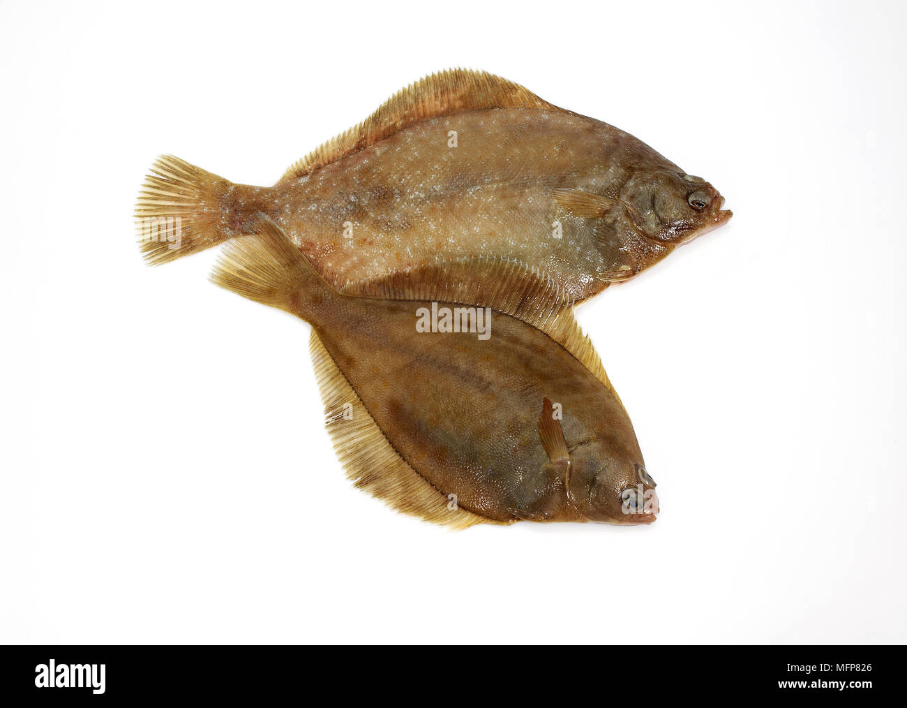 Frische Brill, Scophthalmus Rhombus vor weißem Hintergrund Stockfoto