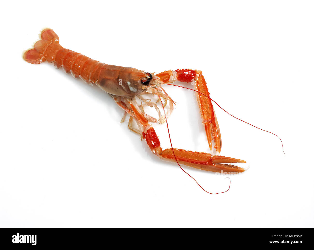 Dublin Bay Garnelen oder Kaisergranat oder Scampi, Nephrops Norvegicus vor weißem Hintergrund Stockfoto