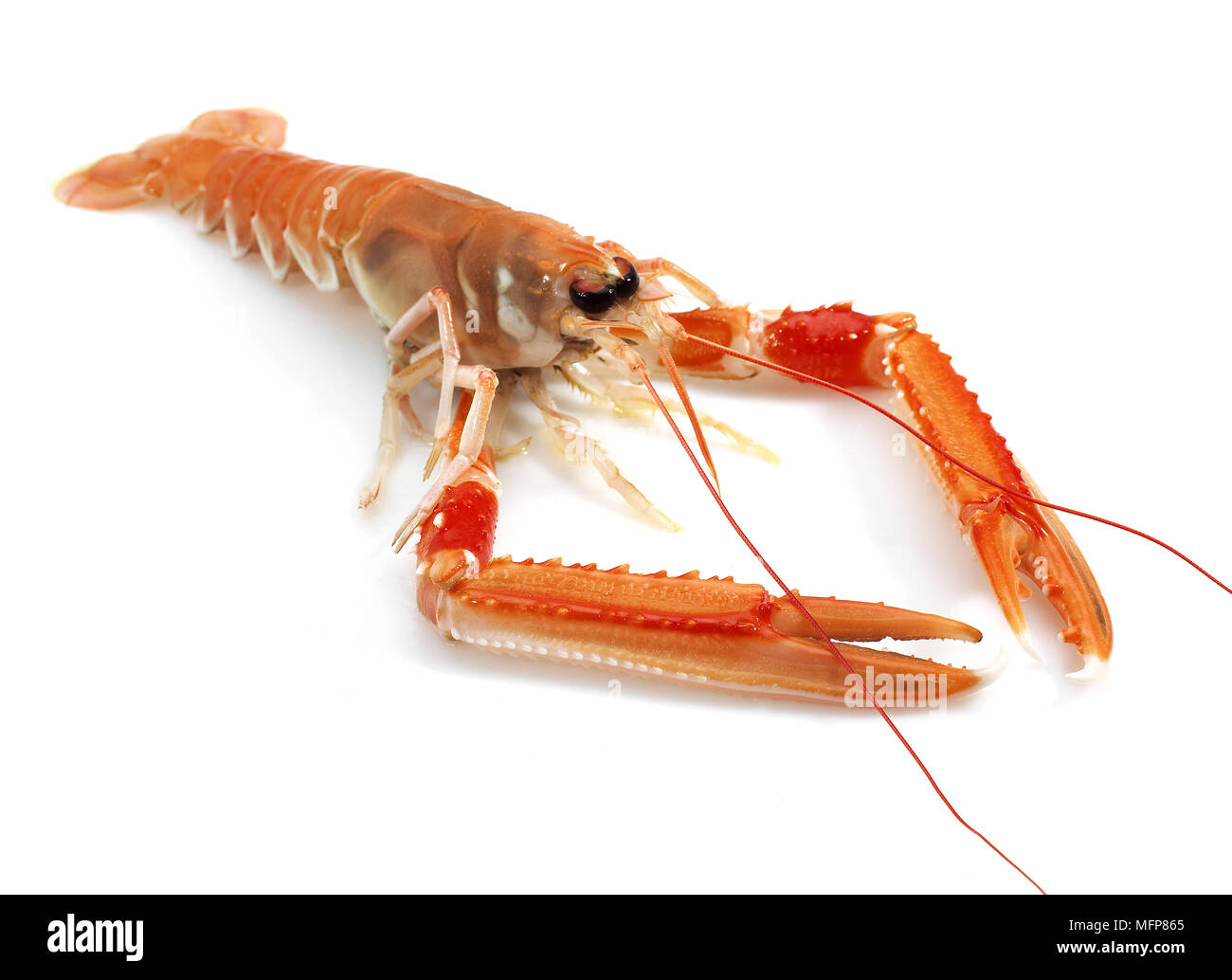 Dublin Bay Garnelen oder Kaisergranat oder Scampi, Nephrops Norvegicus vor weißem Hintergrund Stockfoto