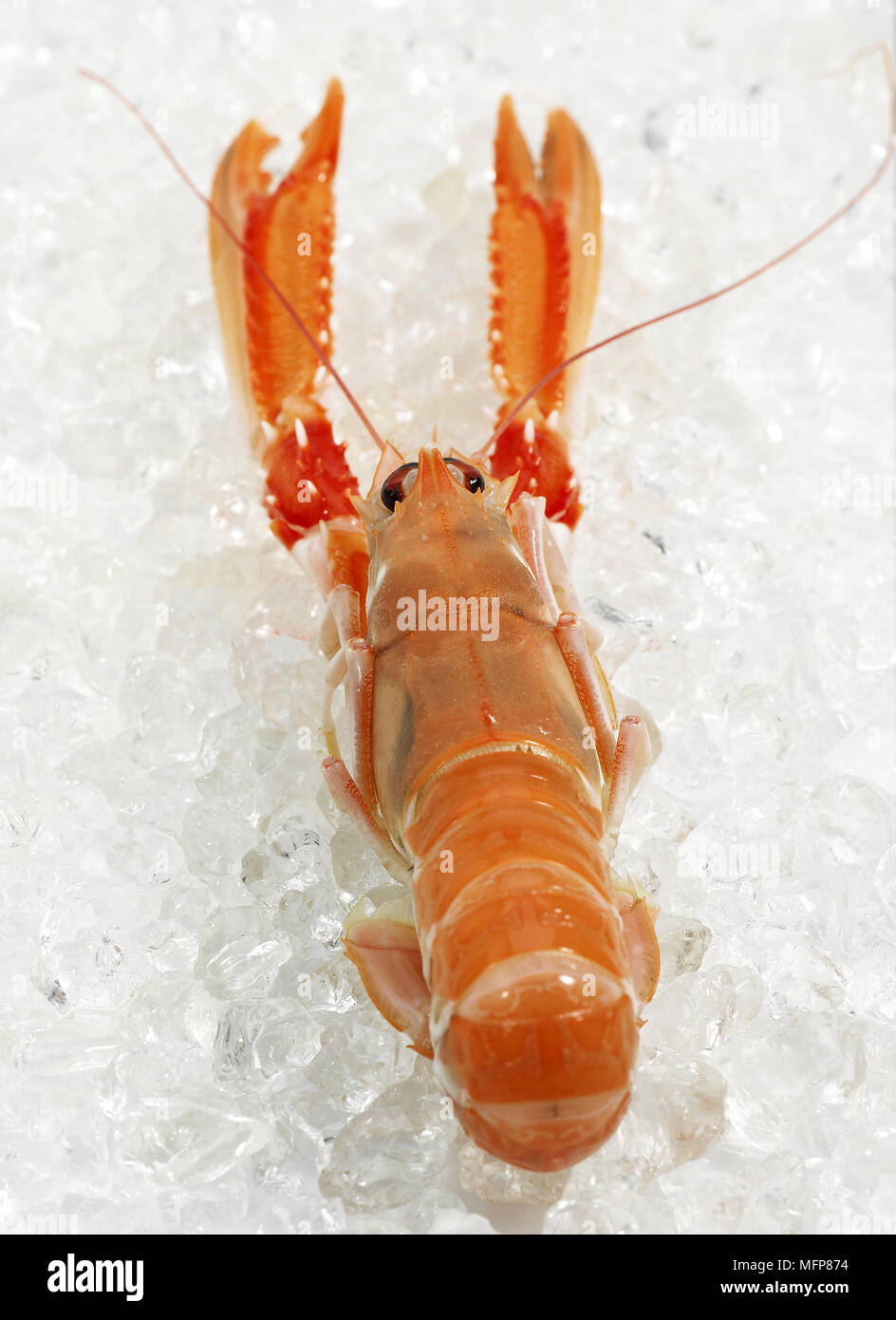 Dublin Bay Garnelen oder Kaisergranat oder Scampi, Nephrops Norvegicus auf Eis Stockfoto