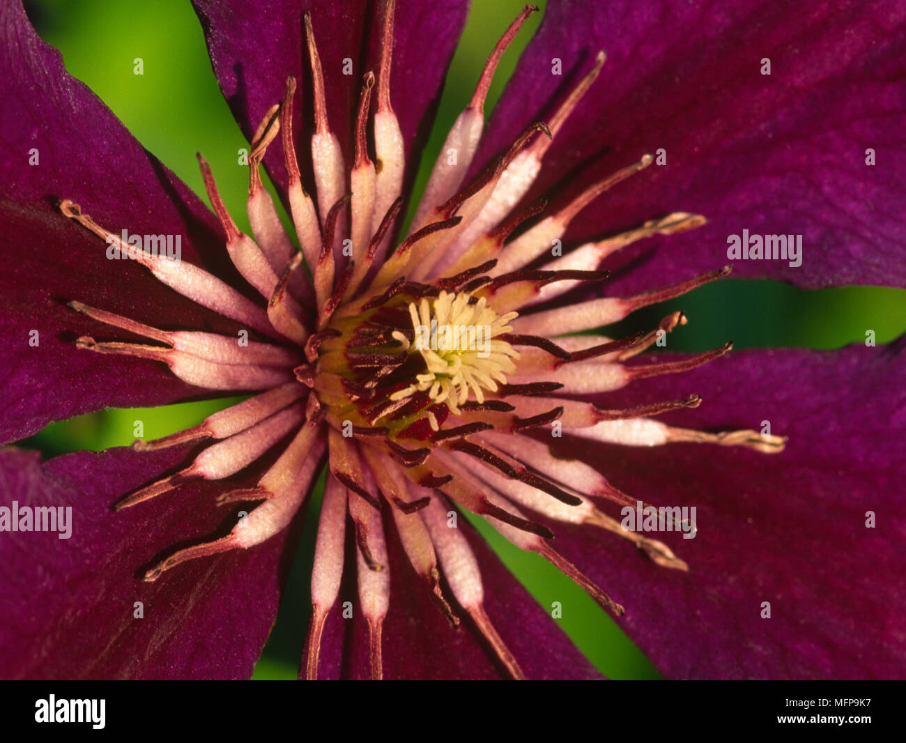 Clematis Blume Abstrakt 'Niobe'. Schließen Sie herauf Bild des Zentrums von Blume. Stockfoto