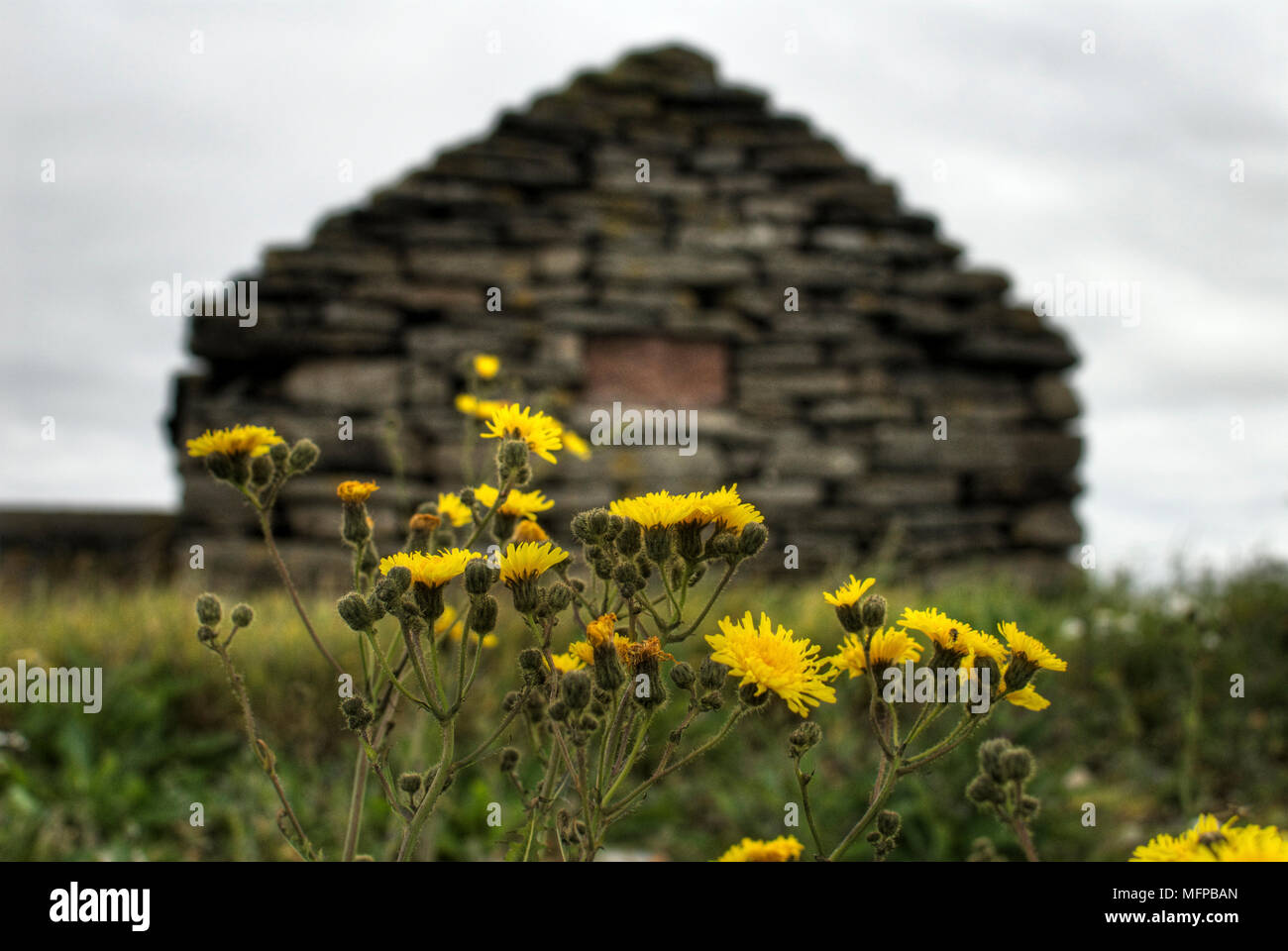 Beaked Hawk's-Beard (Compositae taraxacifolia) mit Fisherman's Hut im Hintergrund, Orkney, Schottland. Stockfoto