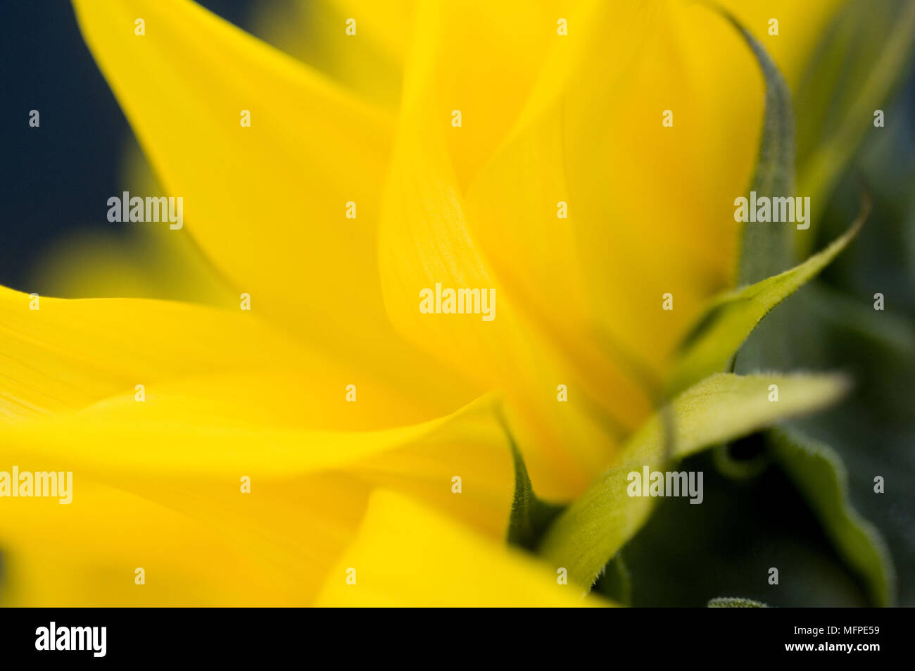 Gelbe Rose Nahaufnahme Stockfoto