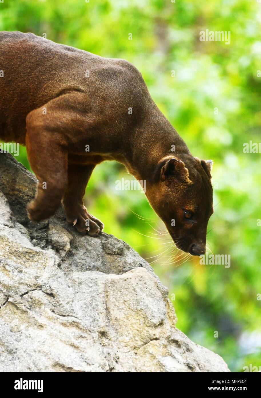 - Fossa Cryptoprocta Ferox Stockfoto