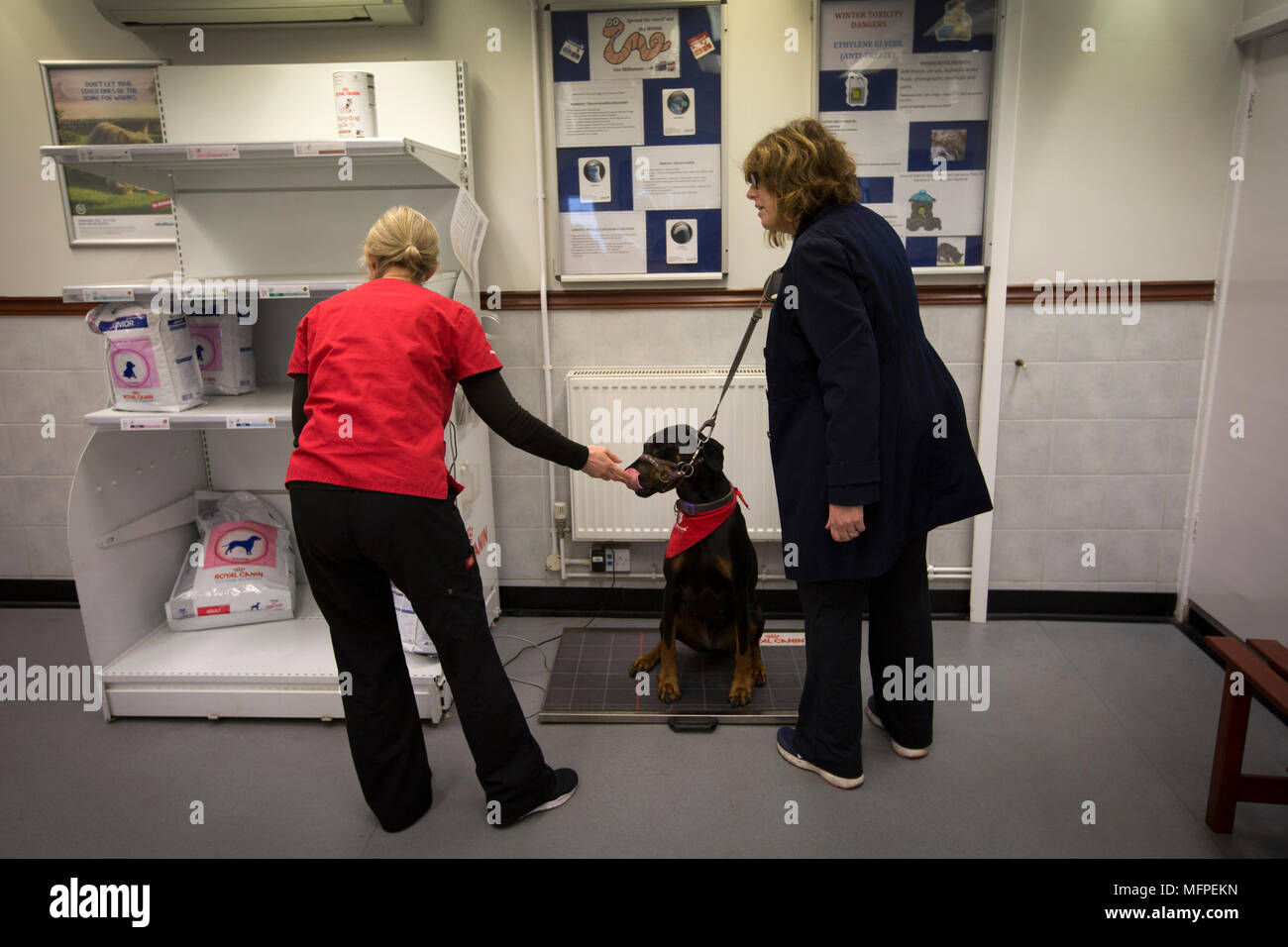 Vet Lara Howe der Pet-Blutbank, wiegen Roxy der Dobermann, wie ihr Besitzer Louise Barton schaut, bei einer Blutspende Sitzung für Hunde in einer Tierklinik in Hatherton, Staffordshire statt. Stockfoto