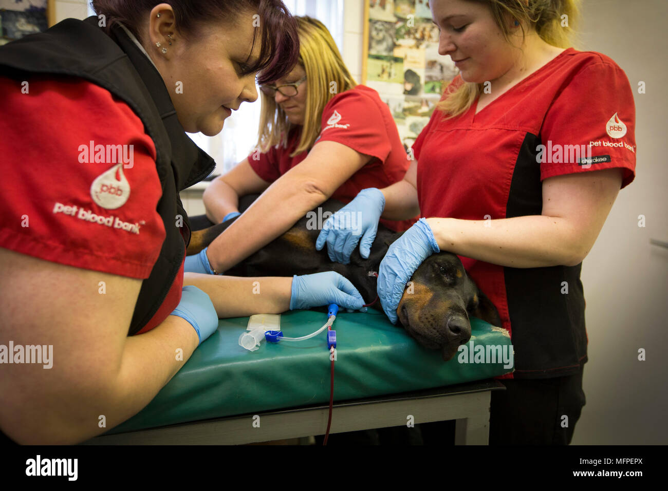 Mitarbeiter von Pet-Blutbank, Blut von Roxy der Dobermann, bei einer Blutspende Sitzung für Hunde in einer Tierklinik in Hatherton, Staffordshire statt. Stockfoto