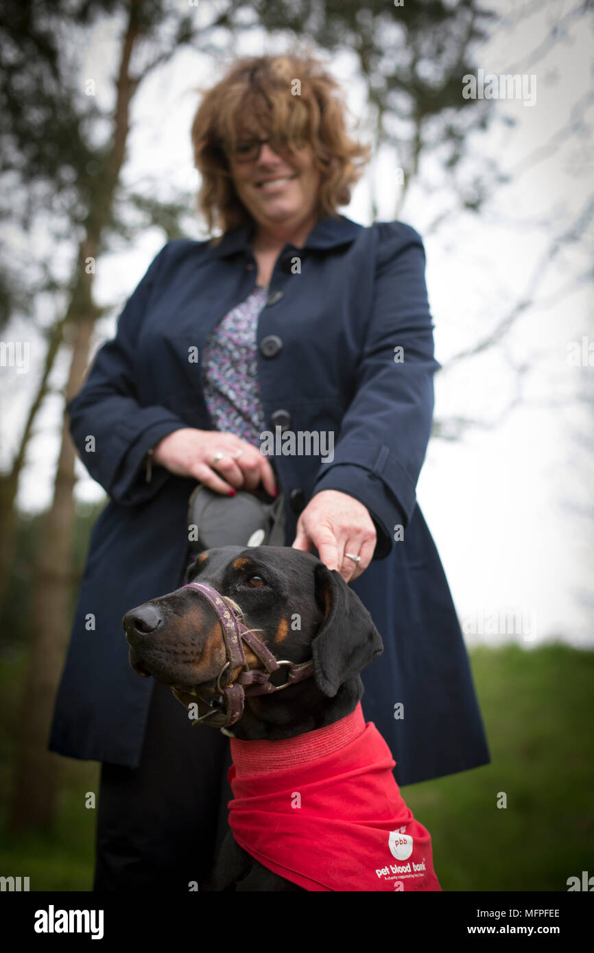 Roxy der Dobermann mit ihrem Besitzer Louise Barton bei einer Blutspende Sitzung für Hunde in einer Tierklinik in Hatherton, Staffordshire statt. Stockfoto