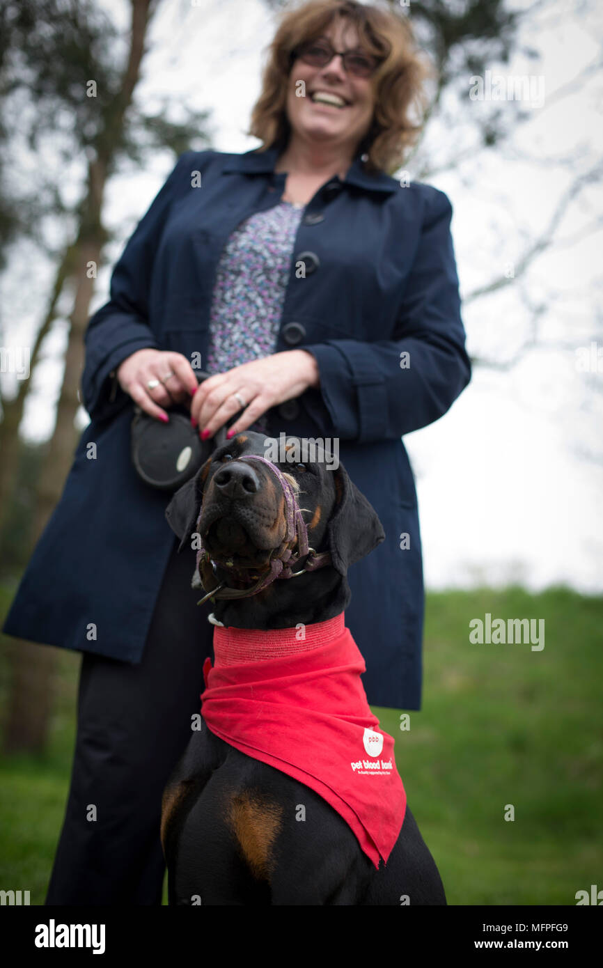 Roxy der Dobermann mit ihrem Besitzer Louise Barton bei einer Blutspende Sitzung für Hunde in einer Tierklinik in Hatherton, Staffordshire statt. Stockfoto