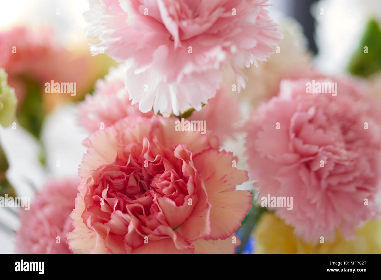Nahaufnahme der rosafarbenen und weißen Nelkenblumen Stockfoto