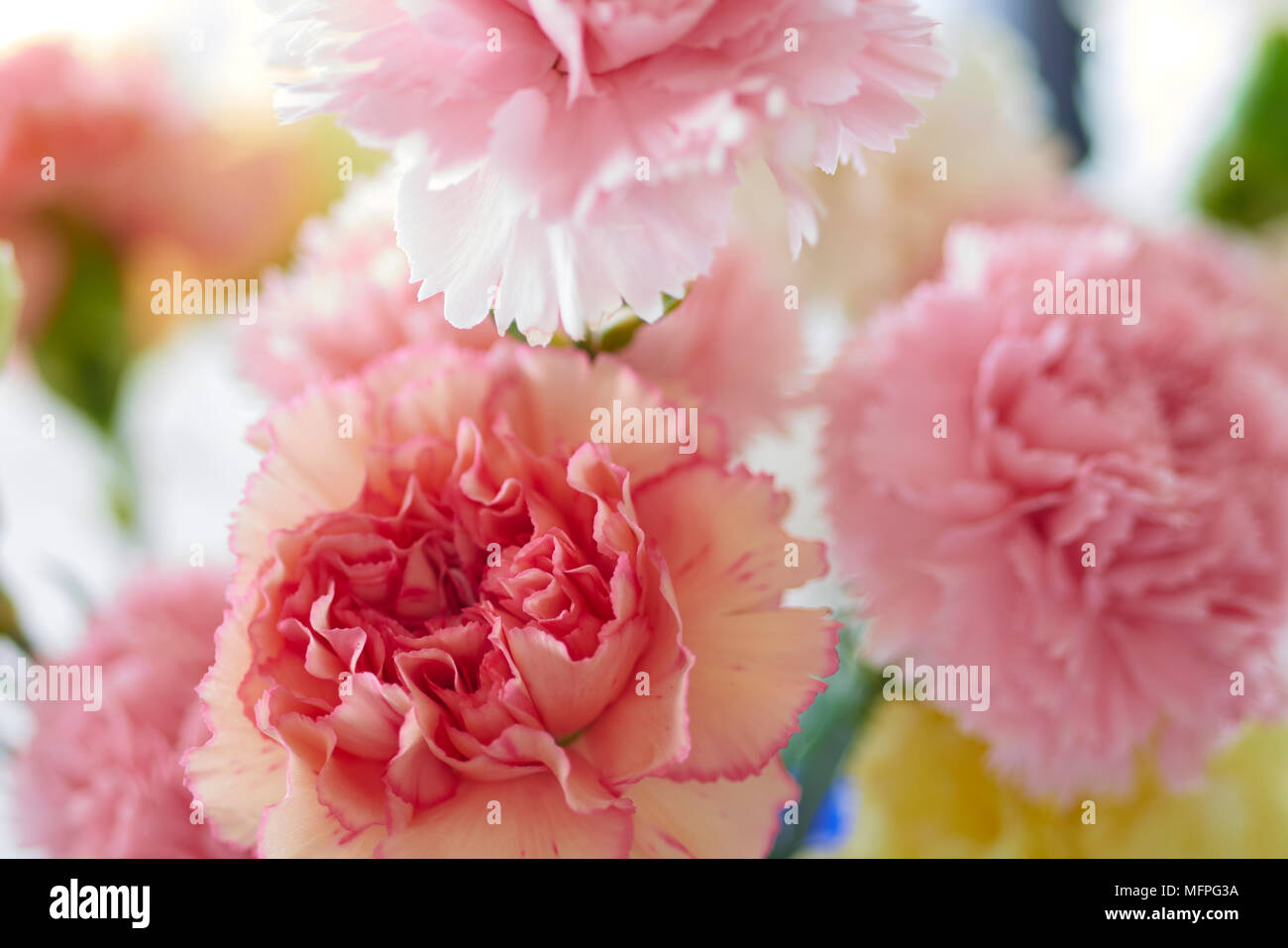 Nahaufnahme der rosafarbenen und weißen Nelkenblumen Stockfoto