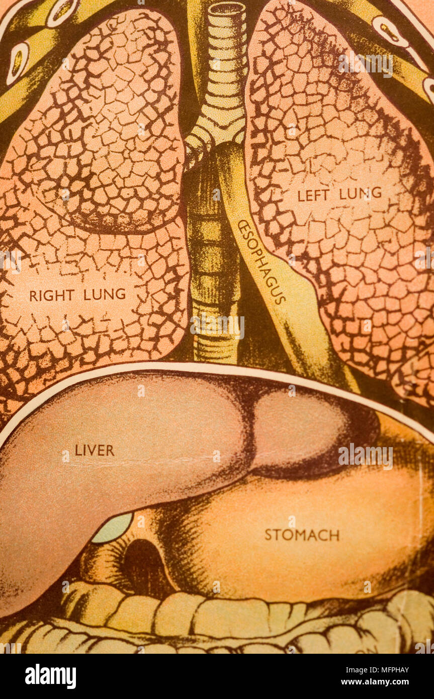 Eine grafische Darstellung der innerhalb der menschlichen Lunge Ref: CRUSC 10054 027 obligatorische Credit: Stuart Cox/Photoshot Stockfoto