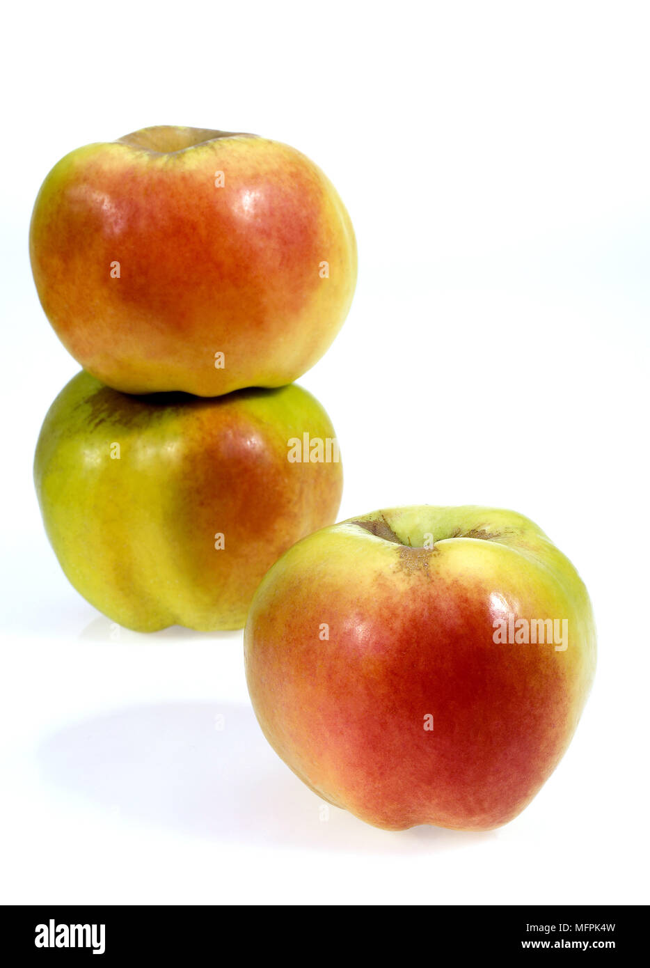 Calville Apfel, Malus Domestica, Früchte vor weißem Hintergrund Stockfoto