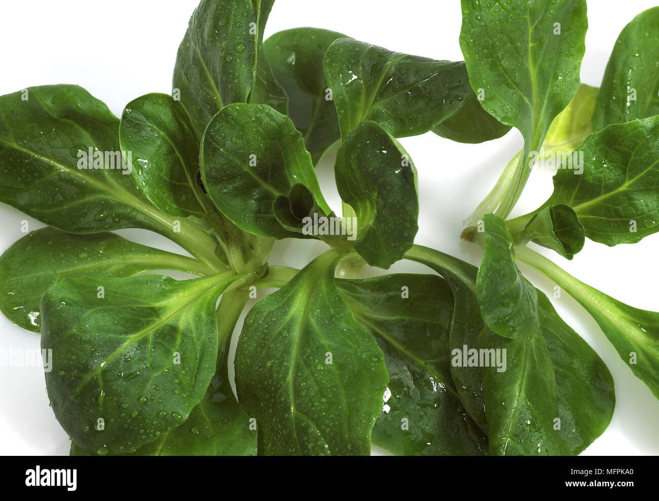 Feldsalat oder Feldsalat Valerianella Olitoria Hintergrund weiß Stockfoto