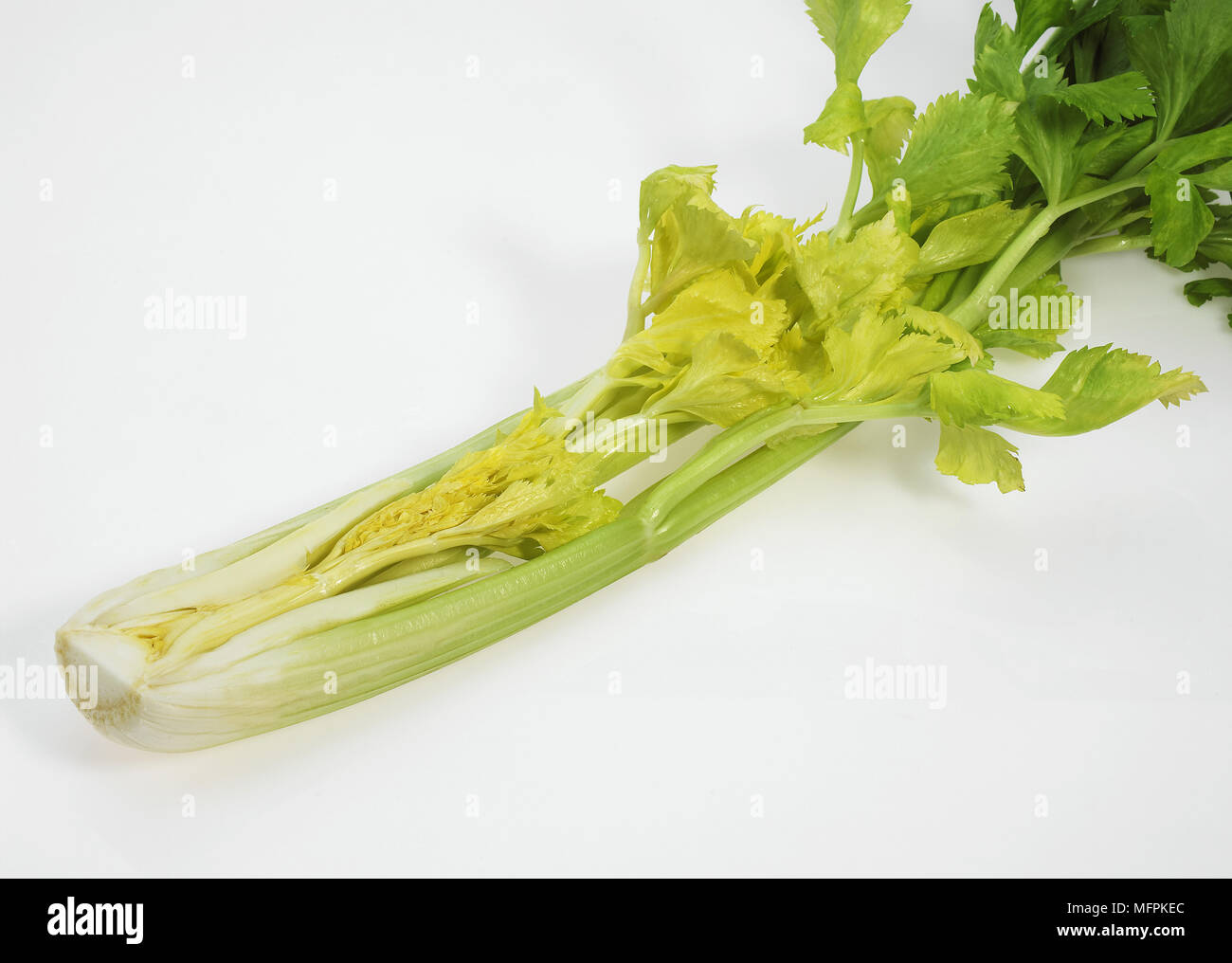 Sellerie, auch Graveolens Dulce, Gemüse vor weißem Hintergrund Stockfoto