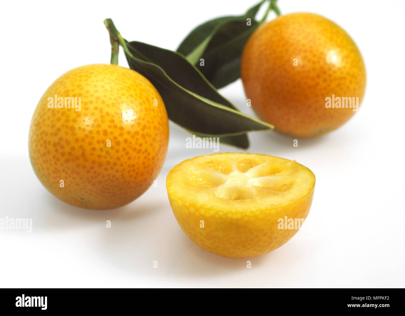 Kumquat, Fortunella Margarita, Früchte vor weißem Hintergrund Stockfoto