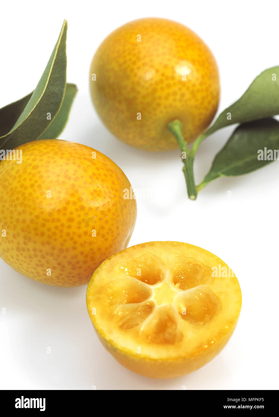 Kumquat, Fortunella Margarita, Früchte vor weißem Hintergrund Stockfoto