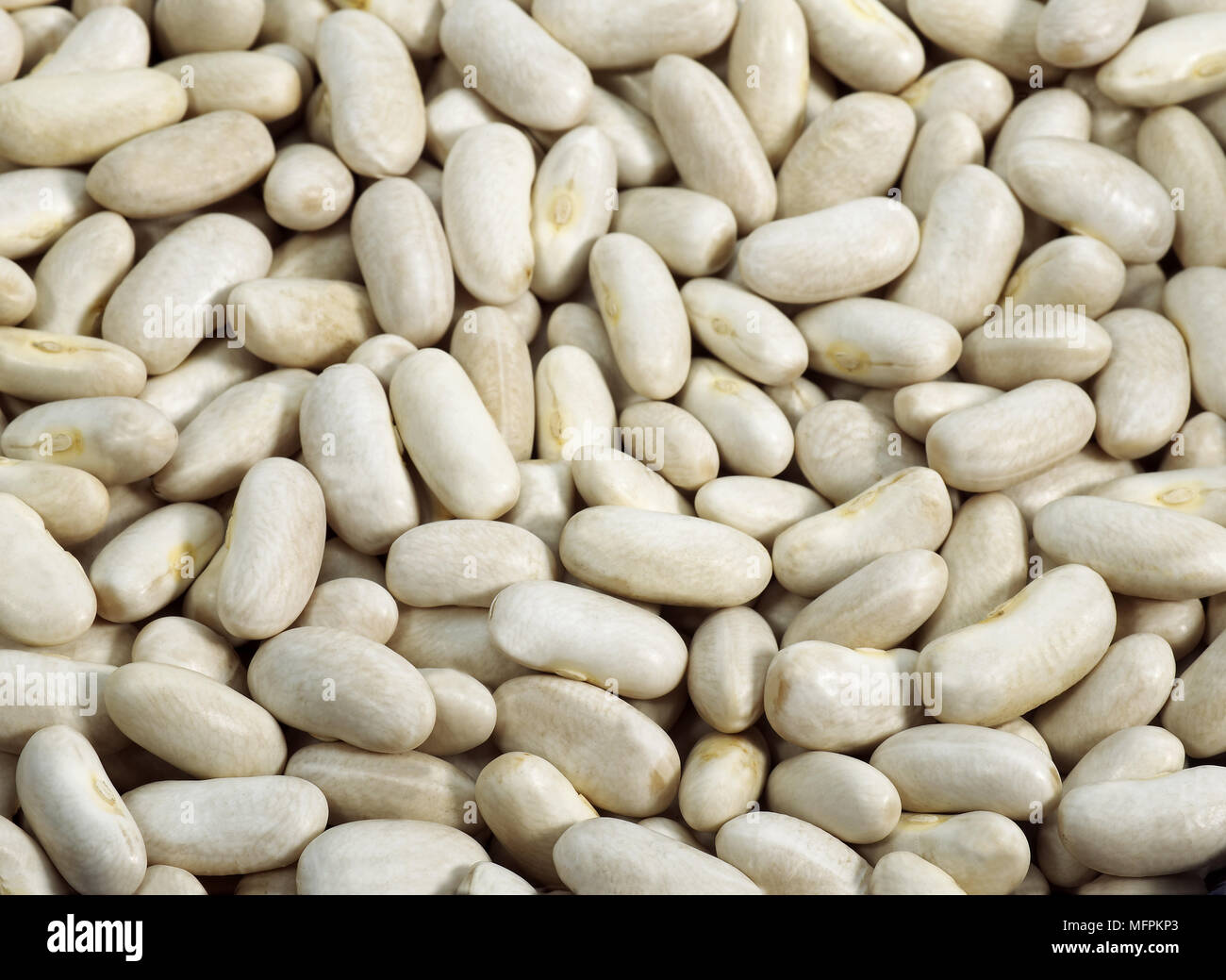 Französischen weißen Kidney-Bohnen oder Mogette von Vendee, Phaseolus vulgaris Stockfoto