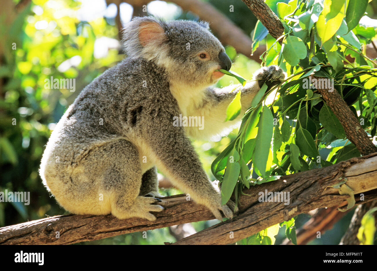 Koala, phascolarctos cinereus, Erwachsenen Eukalyptus Blätter Stockfoto