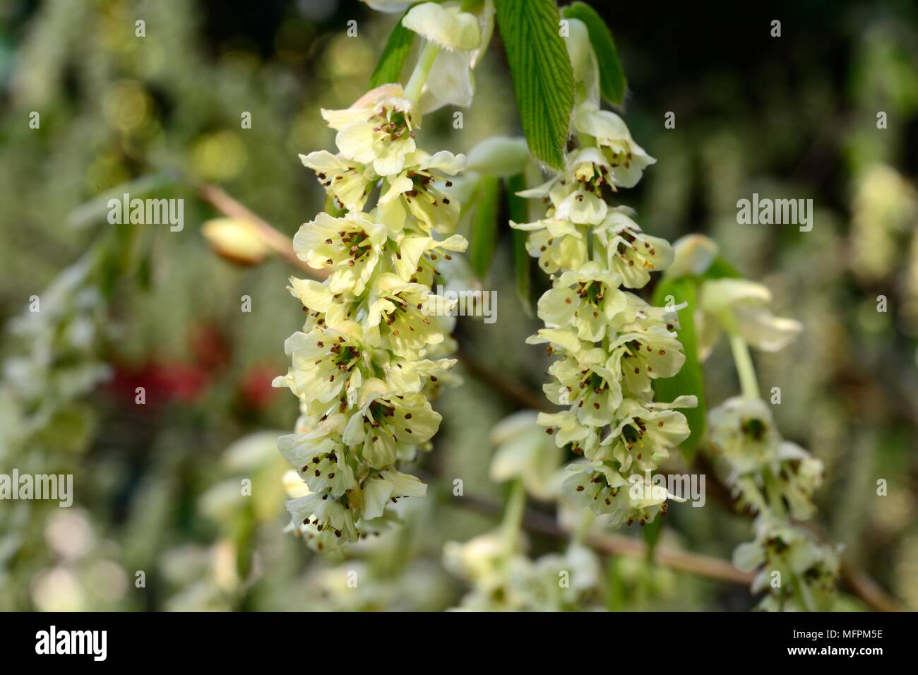 Corylopsis sinensis var sinensis Chinesischer winter Hazel Stockfoto