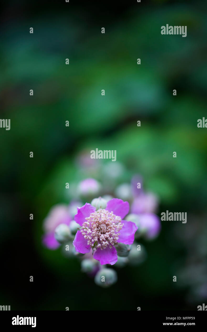 RUBUS-ZARZA (Rubus sp.), Gemeinde Matienzo, Comillas, Kantabrien, Spanien, Europa Stockfoto