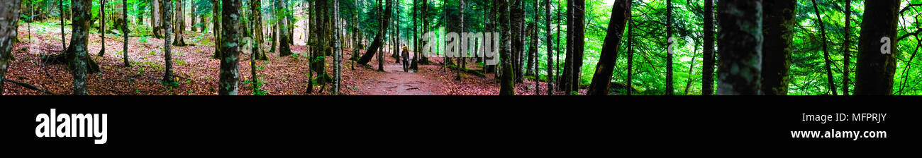 Ultra Wide, extreme Panorama der sehr alten tiefen Wald mit Person zu Fuß die Wälder weg. Unberührte Natur Konzept. Stockfoto