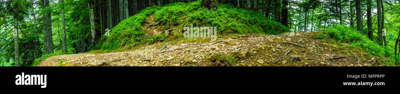 Ultra Wide, extreme Panorama der Wald Weg 180 Grad oder U in sehr alten Tiefen dichten Wald drehen. Unberührte Natur Konzept. Stockfoto