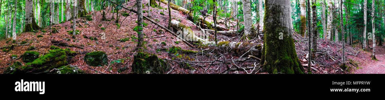 Ultra Wide, extreme Panorama der sehr alten tiefen Wald mit toten Bäumen liegen auf dem Boden. Unberührte Natur Konzept. Stockfoto