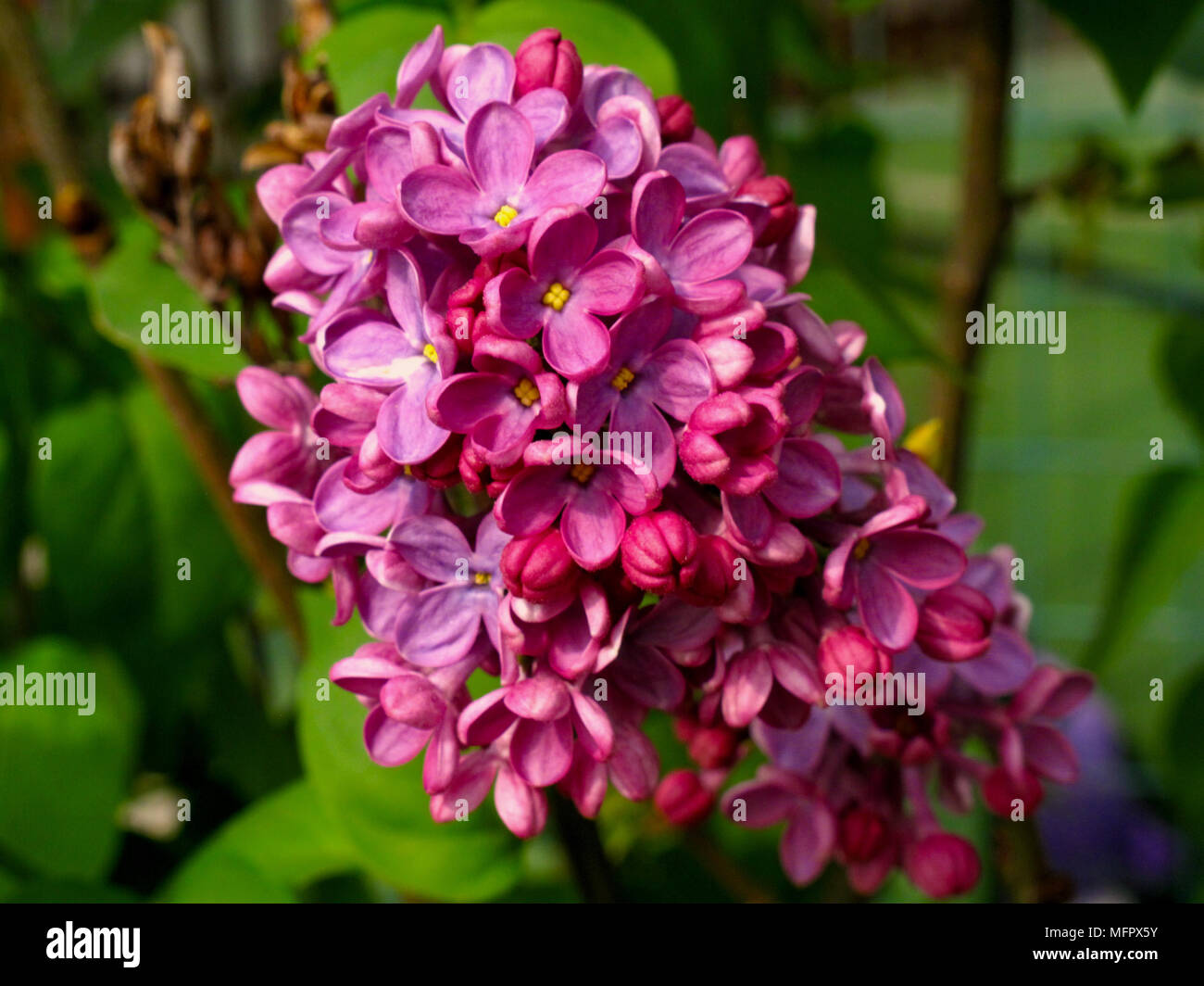 Floare din Rumänien Stockfoto
