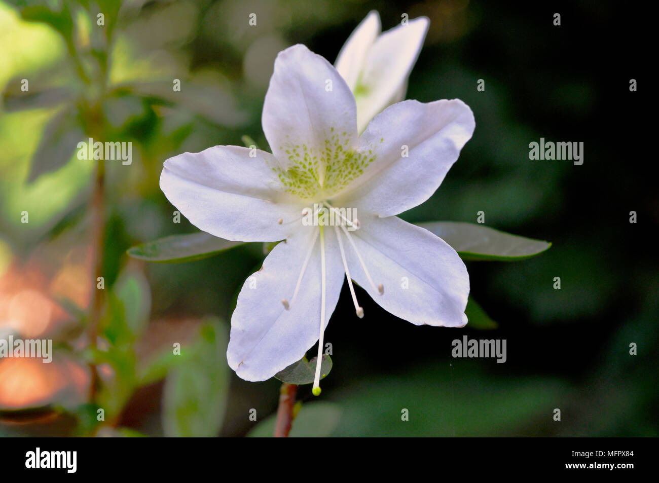 Floare din Rumänien Stockfoto