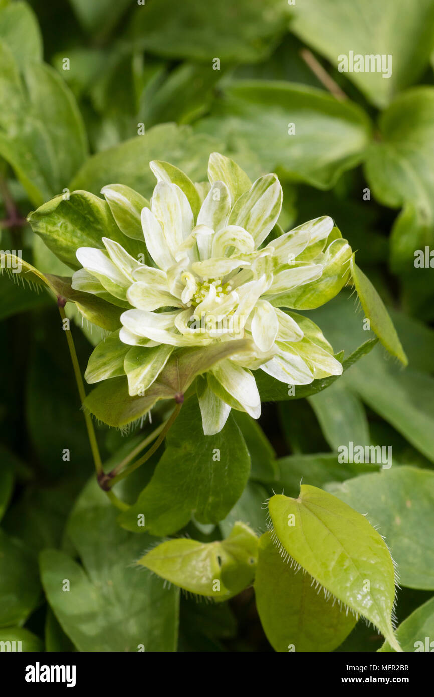 Doppelte weiße und grüne Blume von der außergewöhnlichen Vielfalt der Frühling blühenden Buschwindröschen, Anemone officinalis 'Tage Lundell' Stockfoto
