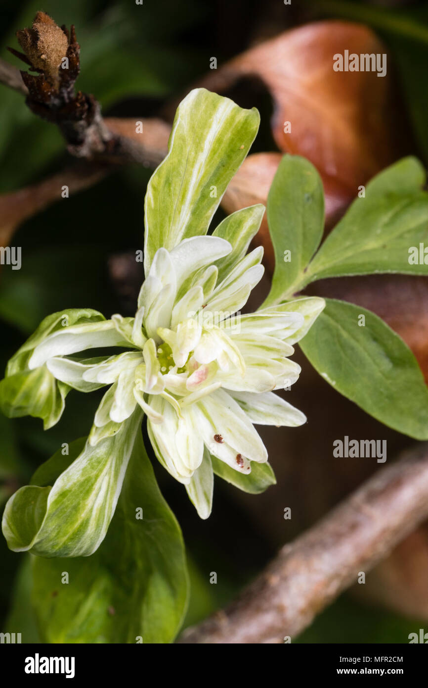 Doppelte weiße und grüne Blume von der außergewöhnlichen Vielfalt der Frühling blühenden Buschwindröschen, Anemone officinalis 'Tage Lundell' Stockfoto